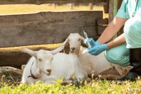 How antibiotic use in agriculture fuels resistance and threatens human health